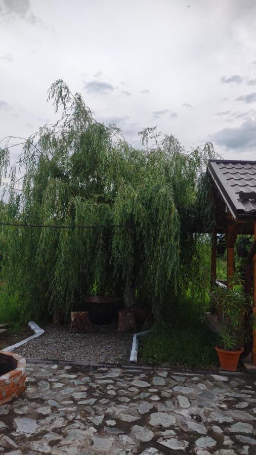 Pensiunea Codruta Cărpinişu Dış mekan fotoğraf