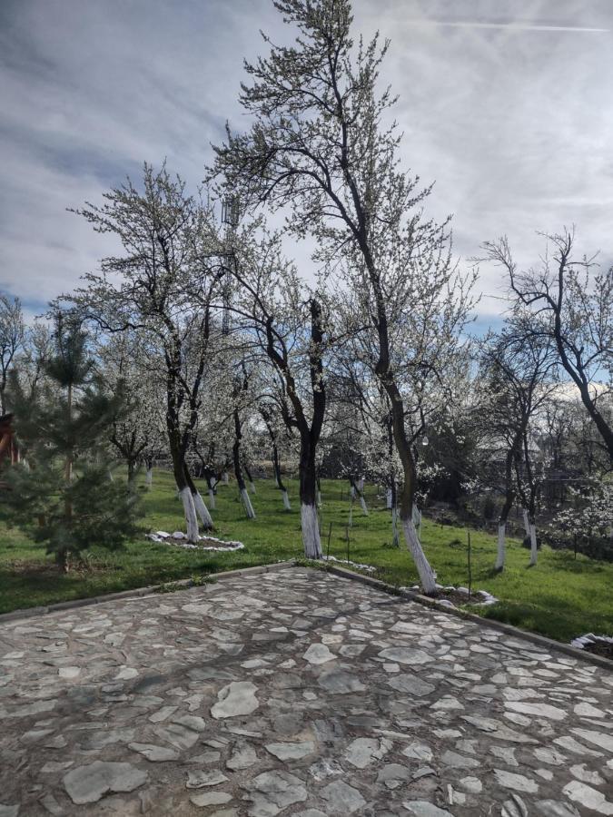 Pensiunea Codruta Cărpinişu Dış mekan fotoğraf