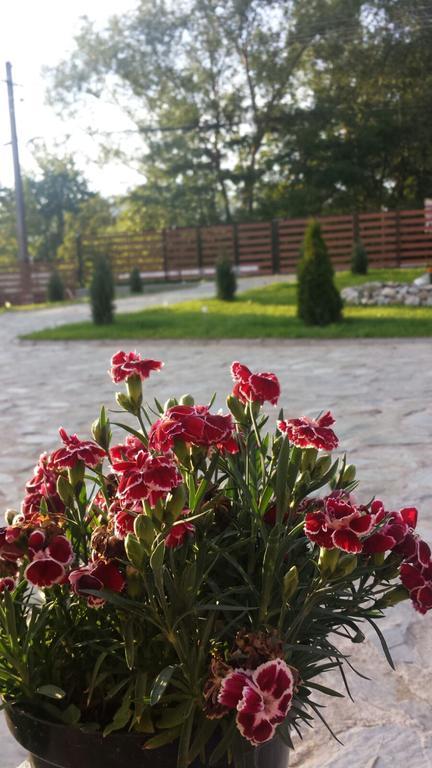 Pensiunea Codruta Cărpinişu Dış mekan fotoğraf